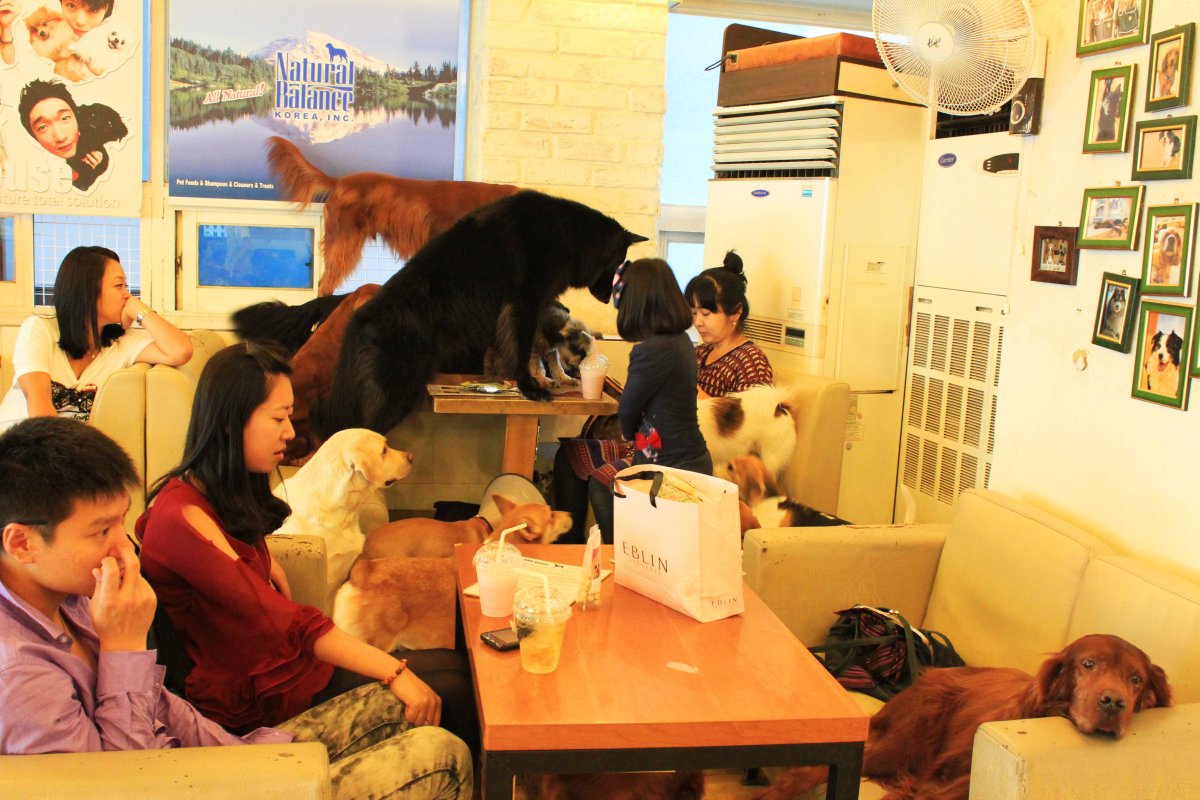 Curiosities – Korean dog cafe
